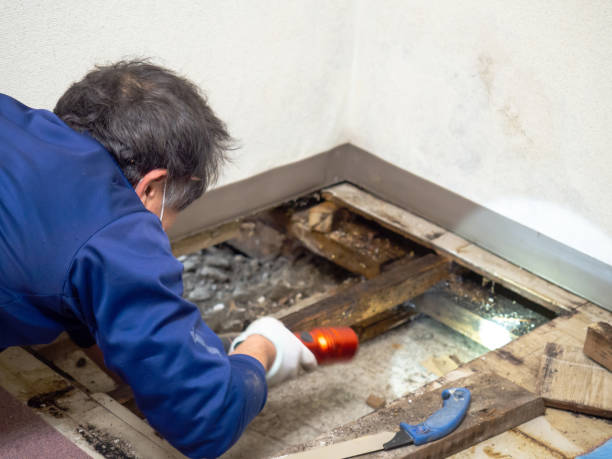 Best Mold Removal Near Me  in Fort Pierce, FL