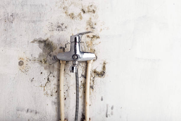 Best Emergency Mold Removal  in Fort Pierce, FL