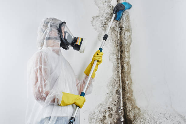 Trusted Fort Pierce, FL Mold Removal Experts