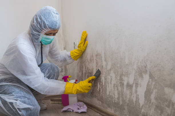 Best Residential Mold Removal  in Fort Pierce, FL