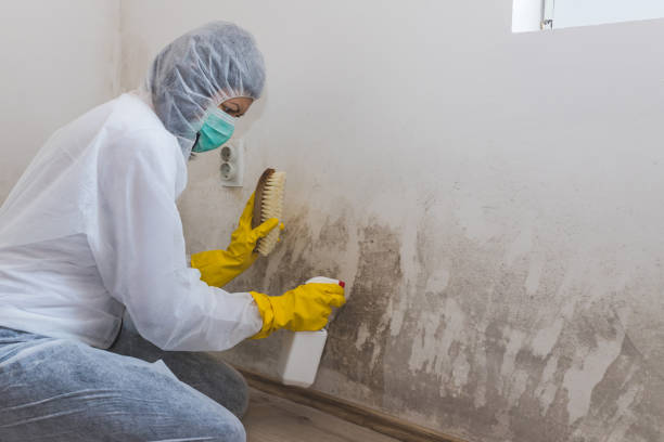 Best Attic Mold Removal  in Fort Pierce, FL