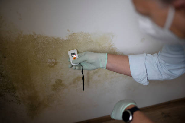 Best Affordable Mold Removal  in Fort Pierce, FL