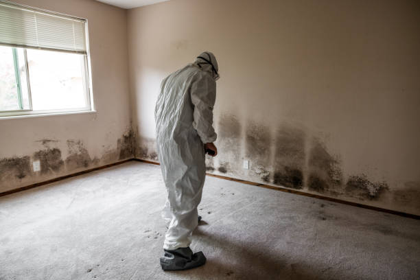 Best Black Mold Removal  in Fort Pierce, FL