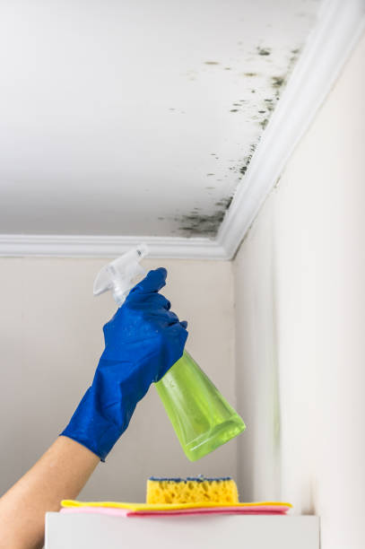 Best Commercial Mold Removal  in Fort Pierce, FL