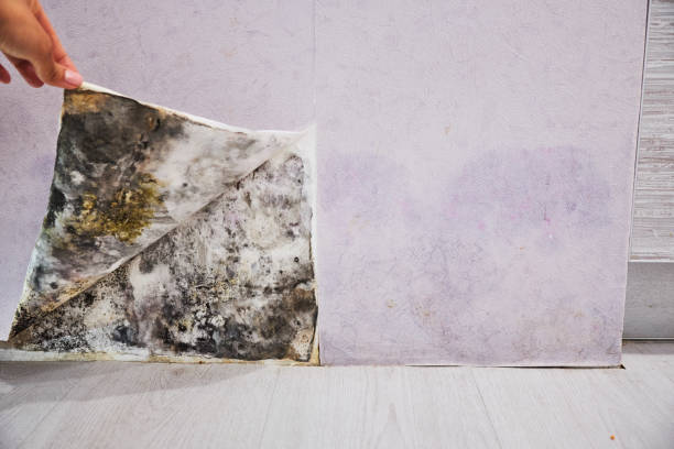Best Attic Mold Removal  in Fort Pierce, FL